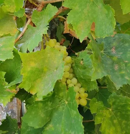 Villa Sea Stars ,Villas Danezis Symi