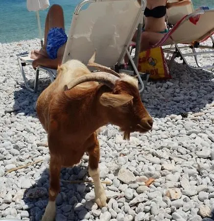 Sea Stars ,Villas Danezis Βίλα *