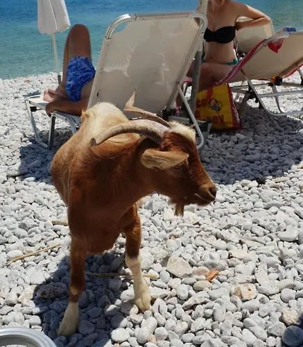 Sea Stars ,Villas Danezis Villa *